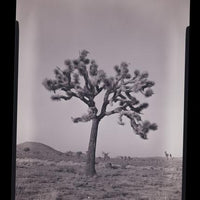 Wildsam Field Guides